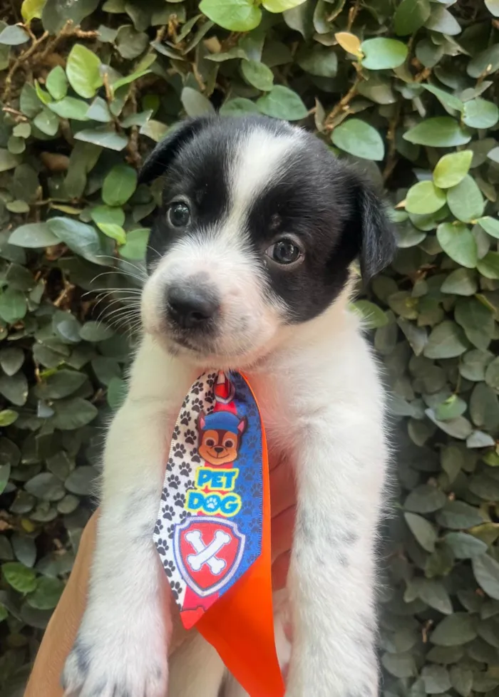 Cachorro ra a SRD-ViraLata idade Abaixo de 2 meses nome Lucas