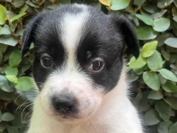 Cachorro ra a SRD-ViraLata idade Abaixo de 2 meses nome Lucas