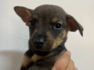 Cachorro raça SRD-ViraLata idade Abaixo de 2 meses nome Rony