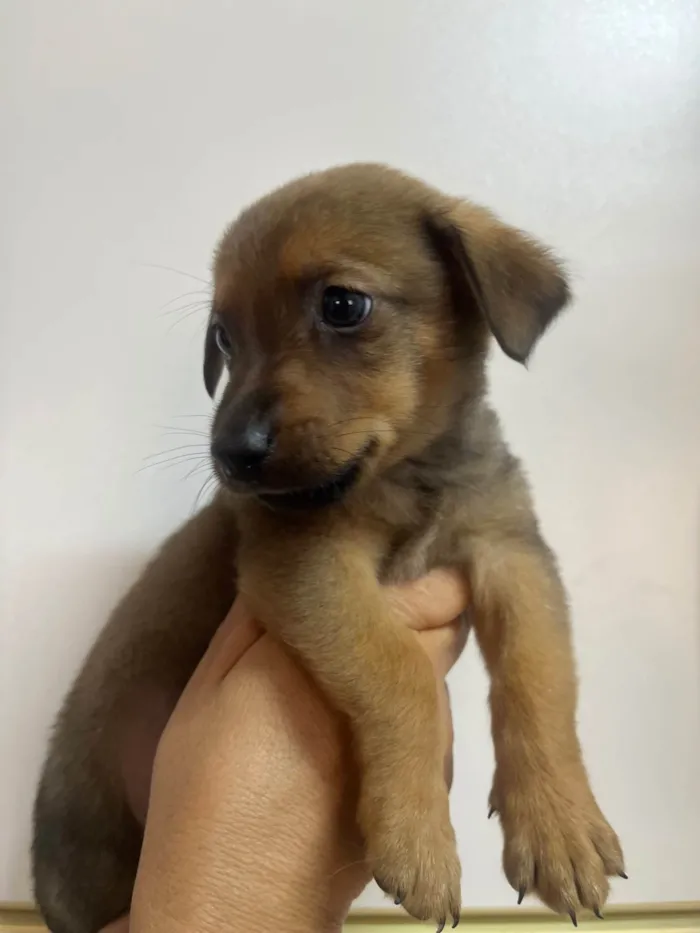 Cachorro ra a SRD-ViraLata idade Abaixo de 2 meses nome Romulo