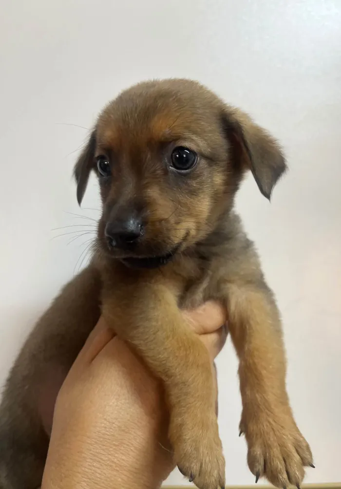 Cachorro ra a SRD-ViraLata idade Abaixo de 2 meses nome Romulo