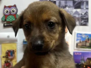 Cachorro raça SRD-ViraLata idade Abaixo de 2 meses nome Romulo