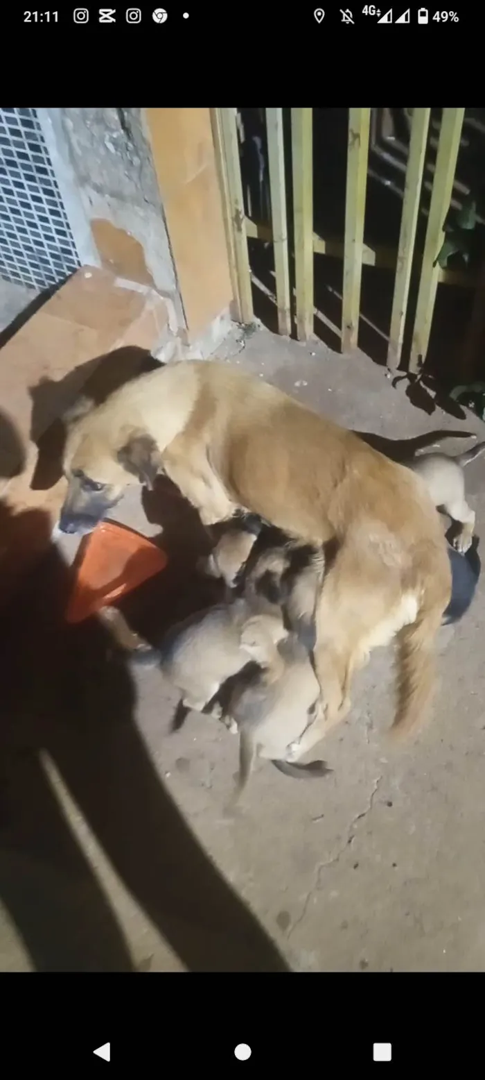 Cachorro ra a SRD-ViraLata idade Abaixo de 2 meses nome Eles ainda não tem nome