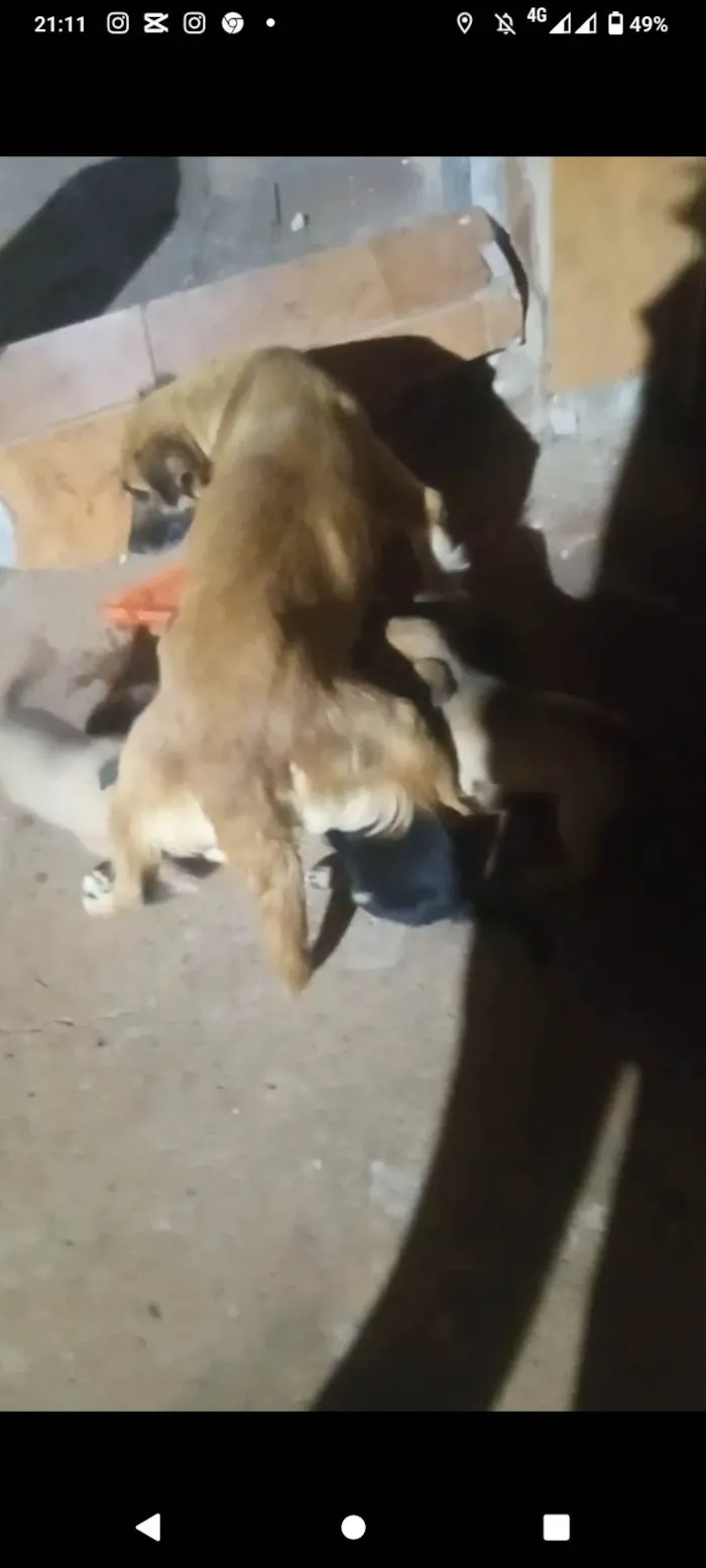 Cachorro ra a SRD-ViraLata idade Abaixo de 2 meses nome Eles ainda não tem nome