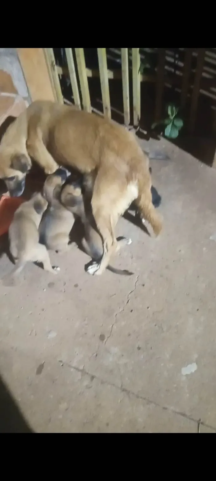 Cachorro ra a SRD-ViraLata idade Abaixo de 2 meses nome Eles ainda não tem nome