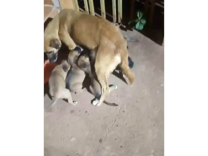 Cachorro ra a SRD-ViraLata idade Abaixo de 2 meses nome Eles ainda não tem nome