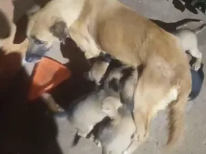 Cachorro raça SRD-ViraLata idade Abaixo de 2 meses nome Eles ainda não tem nome