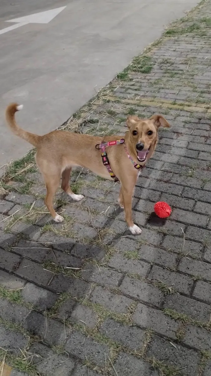 Cachorro ra a SRD-ViraLata idade 1 ano nome Dóris 