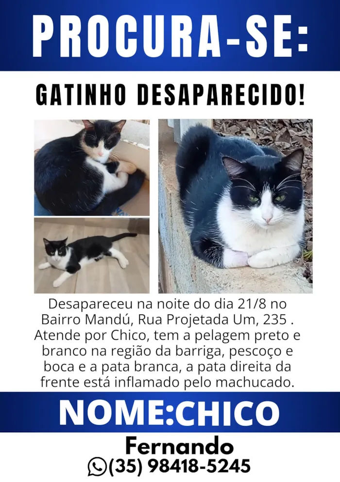 Gato ra a SRD-ViraLata idade 1 ano nome Chico