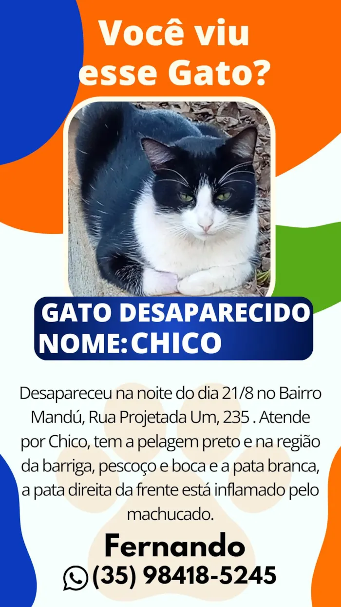 Gato ra a SRD-ViraLata idade 1 ano nome Chico