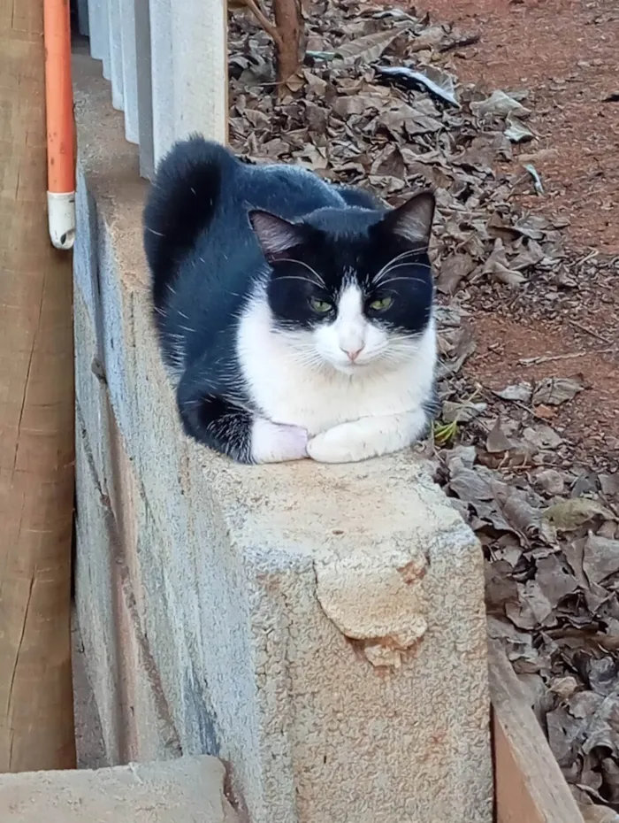 Gato ra a SRD-ViraLata idade 1 ano nome Chico