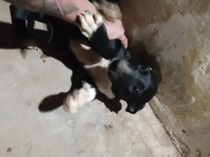 Cachorro ra a SRD-ViraLata idade 2 a 6 meses nome Sem nome 