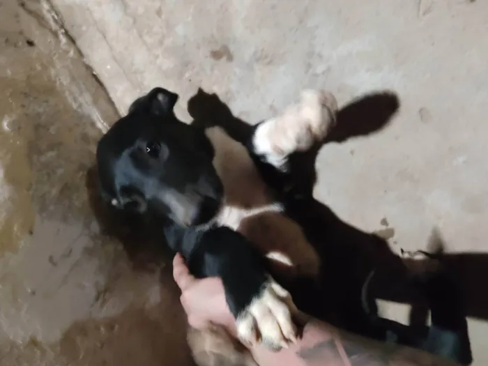 Cachorro ra a SRD-ViraLata idade 2 a 6 meses nome Sem nome 