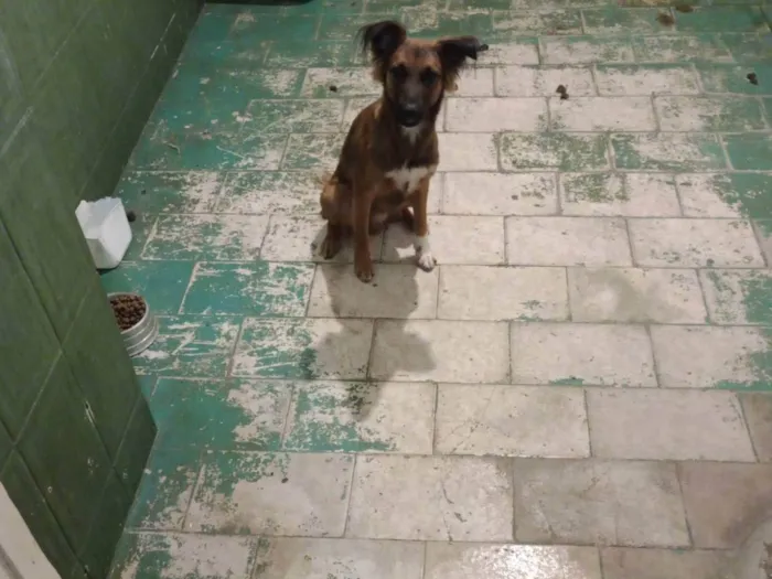 Cachorro ra a SRD-ViraLata idade 2 a 6 meses nome Pipoca