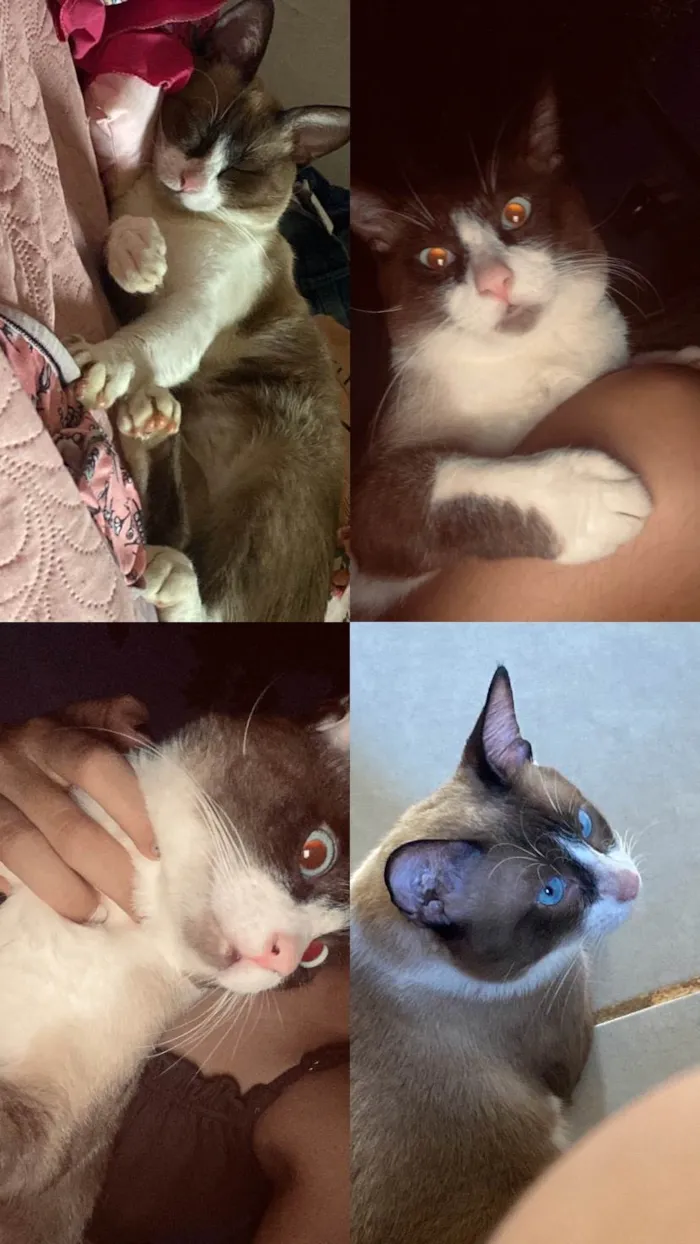 Gato ra a Siamês idade 3 anos nome Simba 