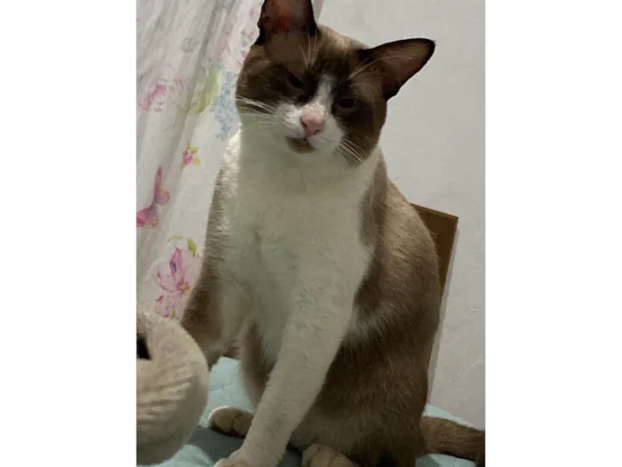 Gato ra a Siamês idade 3 anos nome Simba 