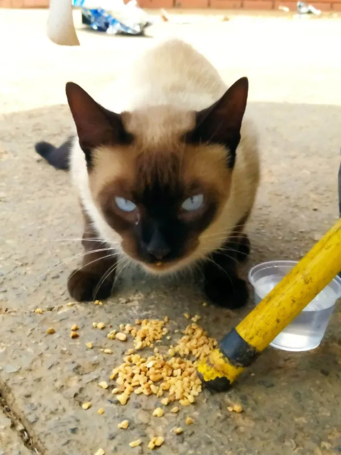 Gato ra a Siamês idade 7 a 11 meses nome Gatinha linda