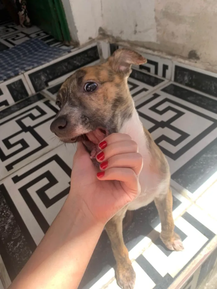 Cachorro ra a SRD-ViraLata idade 2 a 6 meses nome Mel 