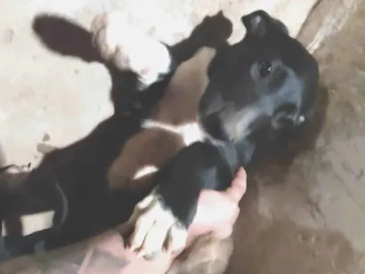 Cachorro raça SRD-ViraLata idade 2 a 6 meses nome Sem nome 