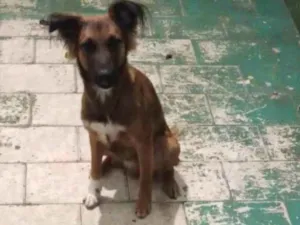 Cachorro raça SRD-ViraLata idade 2 a 6 meses nome Pipoca