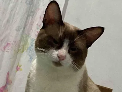 Gato raça Siamês idade 3 anos nome Simba 