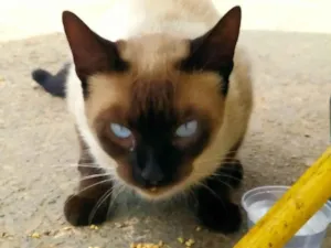 Gato raça Siamês idade 7 a 11 meses nome Gatinha linda