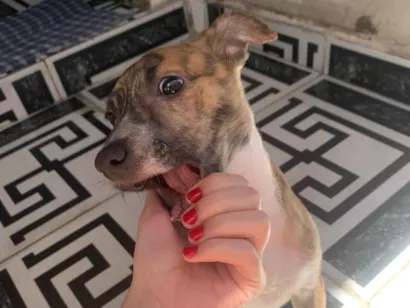 Cachorro raça SRD-ViraLata idade 2 a 6 meses nome Mel 