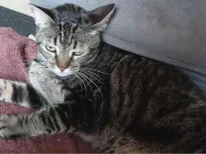 Gato raça SRD-ViraLata idade 4 anos nome Mia