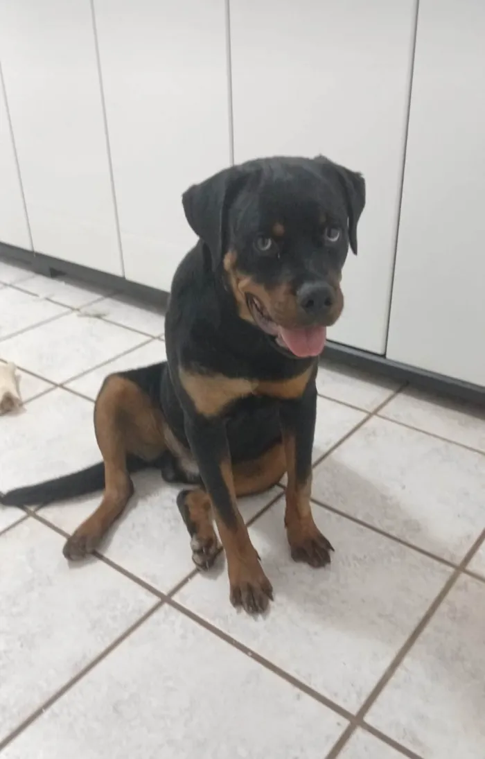 Cachorro ra a Rottweiler idade 7 a 11 meses nome Kaos