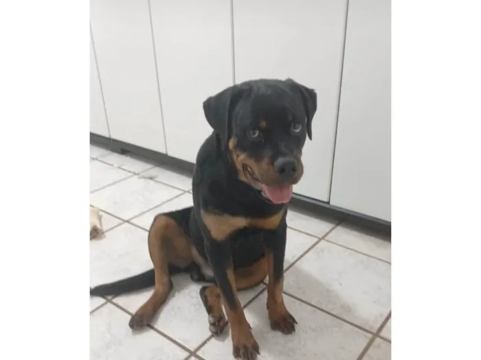 Cachorro ra a Rottweiler idade 7 a 11 meses nome Kaos