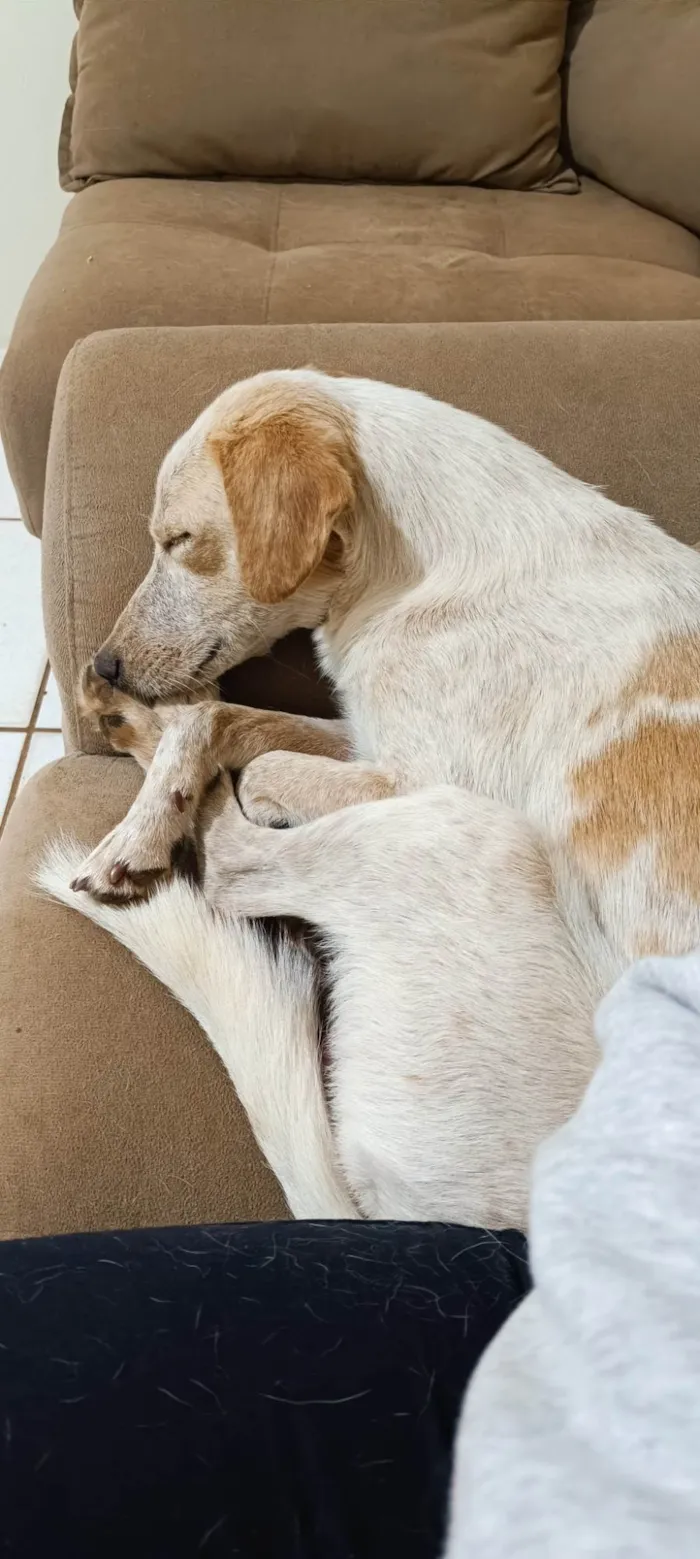 Cachorro ra a SRD-ViraLata idade 3 anos nome Chico