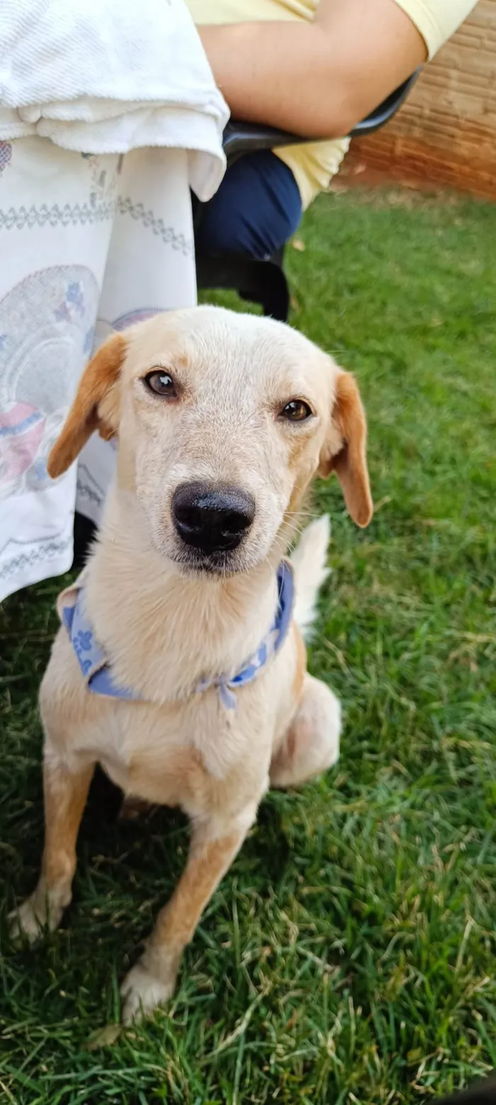 Cachorro ra a SRD-ViraLata idade 3 anos nome Chico