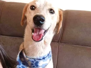 Cachorro raça SRD-ViraLata idade 3 anos nome Chico