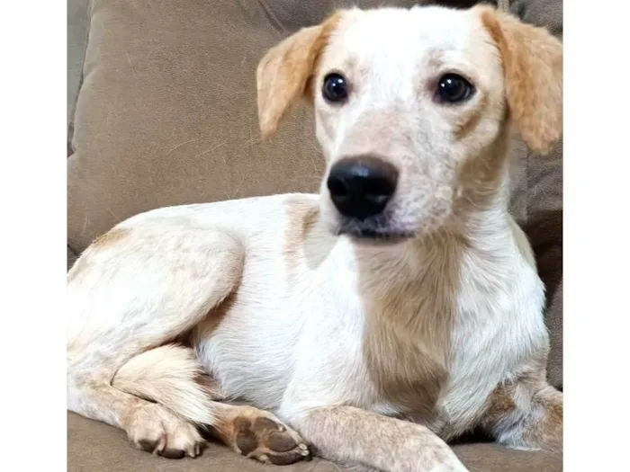 Cachorro ra a SRD-ViraLata idade 3 anos nome Chico