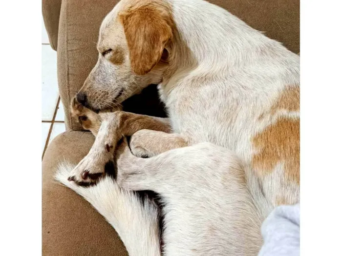 Cachorro ra a SRD-ViraLata idade 3 anos nome Chico