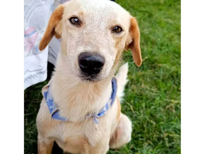 Cachorro ra a SRD-ViraLata idade 3 anos nome Chico