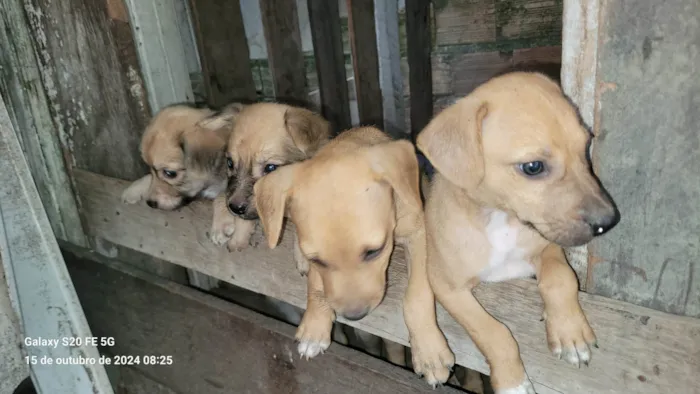 Cachorro ra a SRD-ViraLata idade 2 a 6 meses nome Ainda não tem nomes