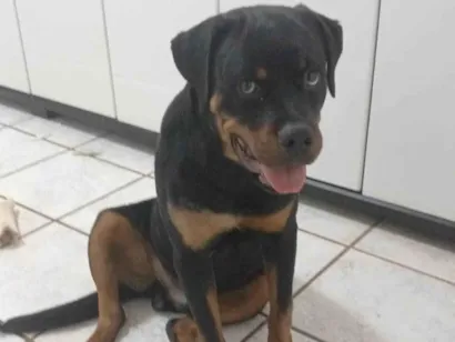 Cachorro raça Rottweiler idade 7 a 11 meses nome Kaos