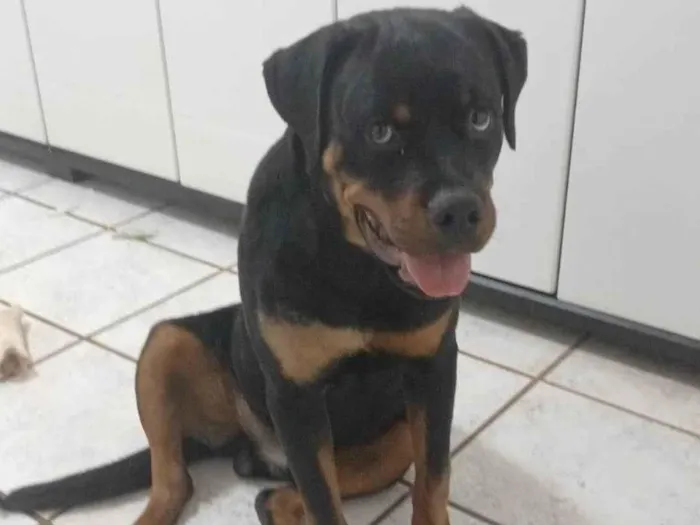 Cachorro ra a Rottweiler idade 7 a 11 meses nome Kaos