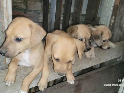 Cachorro raça SRD-ViraLata idade 2 a 6 meses nome Ainda não tem nomes