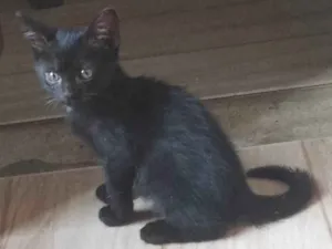 Gato raça SRD-ViraLata idade 2 a 6 meses nome Neguinho