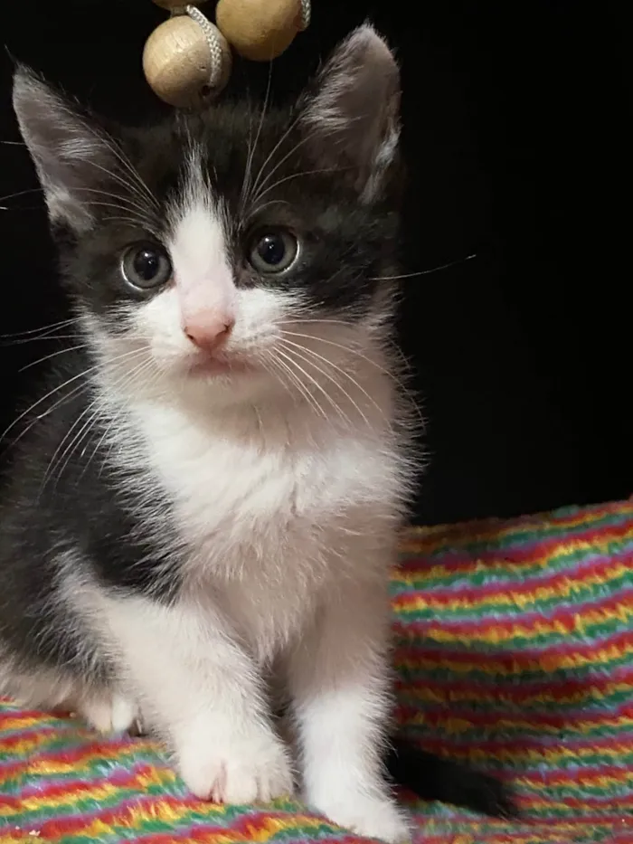 Gato ra a SRD-ViraLata idade Abaixo de 2 meses nome Gabriel 