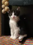Gabriel