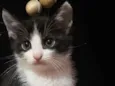 Gabriel