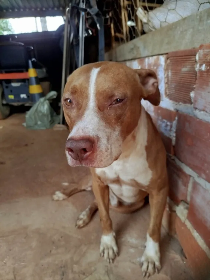 Cachorro ra a Pit-Bull idade 7 a 11 meses nome Sem nome 