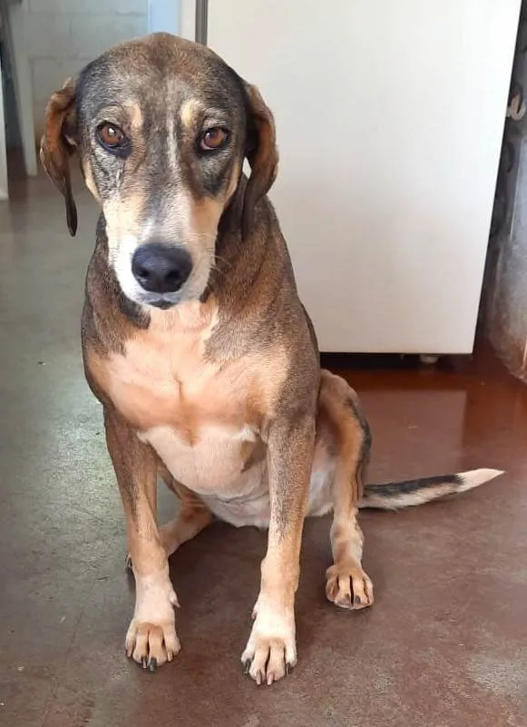 Cachorro ra a SRD-ViraLata idade 5 anos nome GRIMALDA