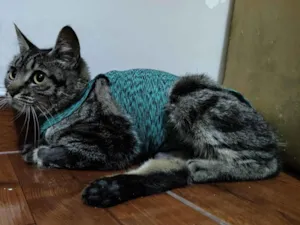 Gato raça SRD-ViraLata idade 1 ano nome Aurora