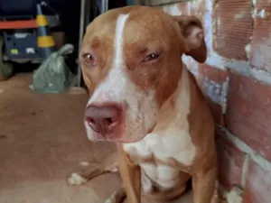 Cachorro raça Pit-Bull idade 7 a 11 meses nome Sem nome 