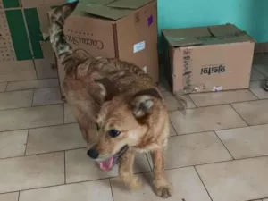 Cachorro raça SRD-ViraLata idade 2 a 6 meses nome Sem nome