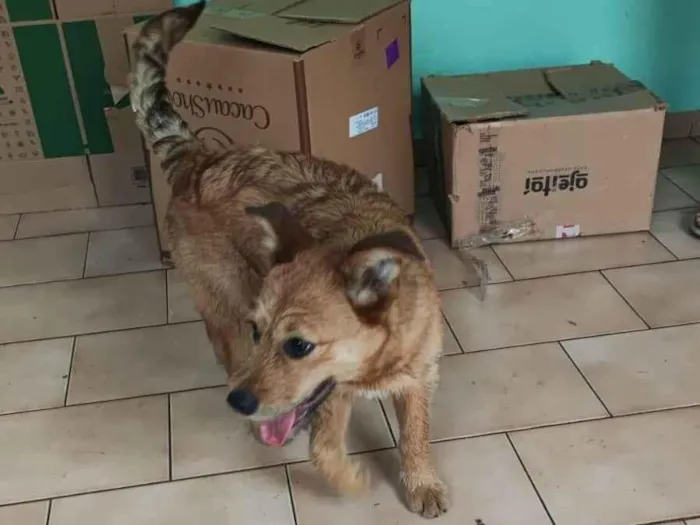 Cachorro ra a SRD-ViraLata idade 2 a 6 meses nome Sem nome